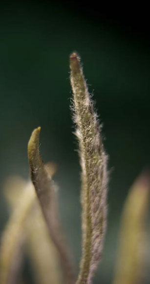 千年古方 百年传承-2